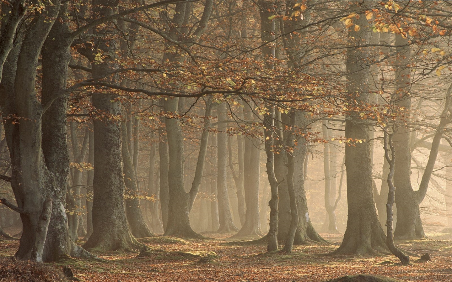 Mystical Forest